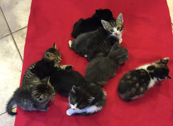 So many kittens