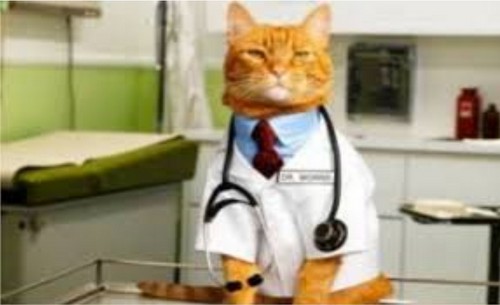 Feline Infectious Diseases Training Workshop – March 17 Town Cats