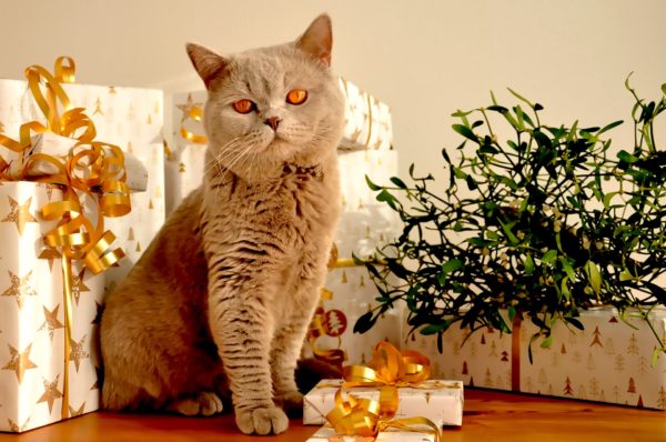 Cat Safety Tips for the Purrrfect Holiday Season!