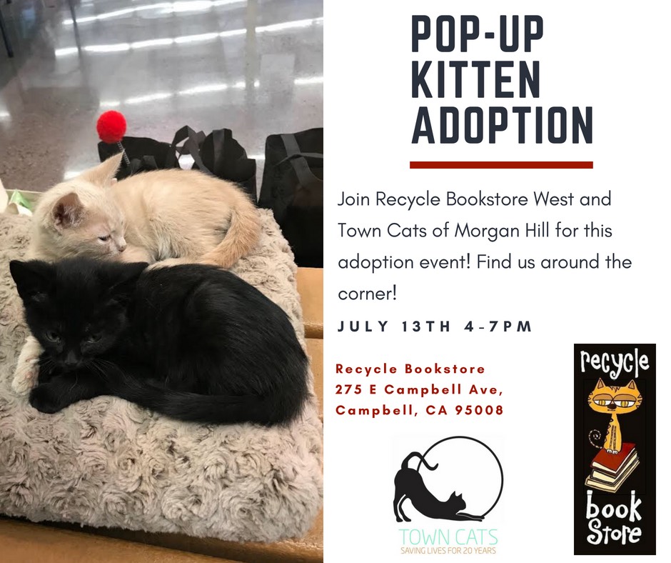 Pop-Up Kitten Adoption!