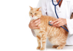 Should I take My Cat To The Vet? | Town Cats of Morgan Hill