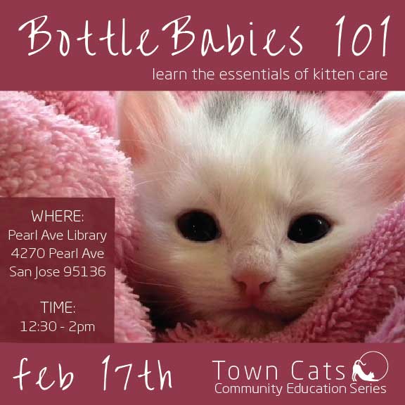 FEB 17th | Bottle Babies 101 As Part Of Town Cats 2018 Community Education Series