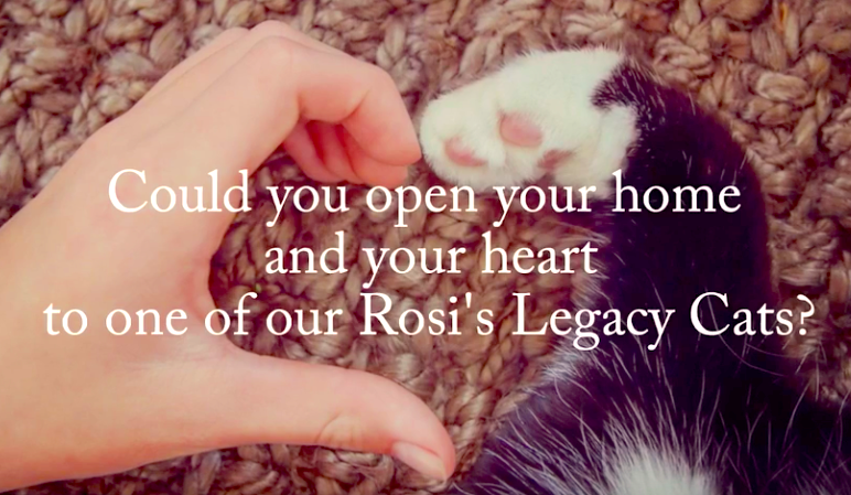 Honoring Rosi’s Legacy: Featuring Rosi’s Legacy Cats — Can You Be A Hero?