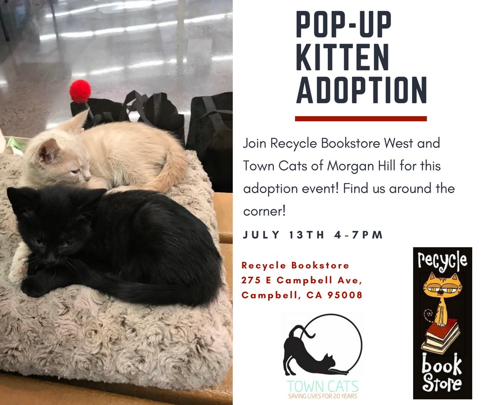 Town Cats of Morgan Hill Pop-Up Kitten Adoption! July 13th 4-7pm flyer