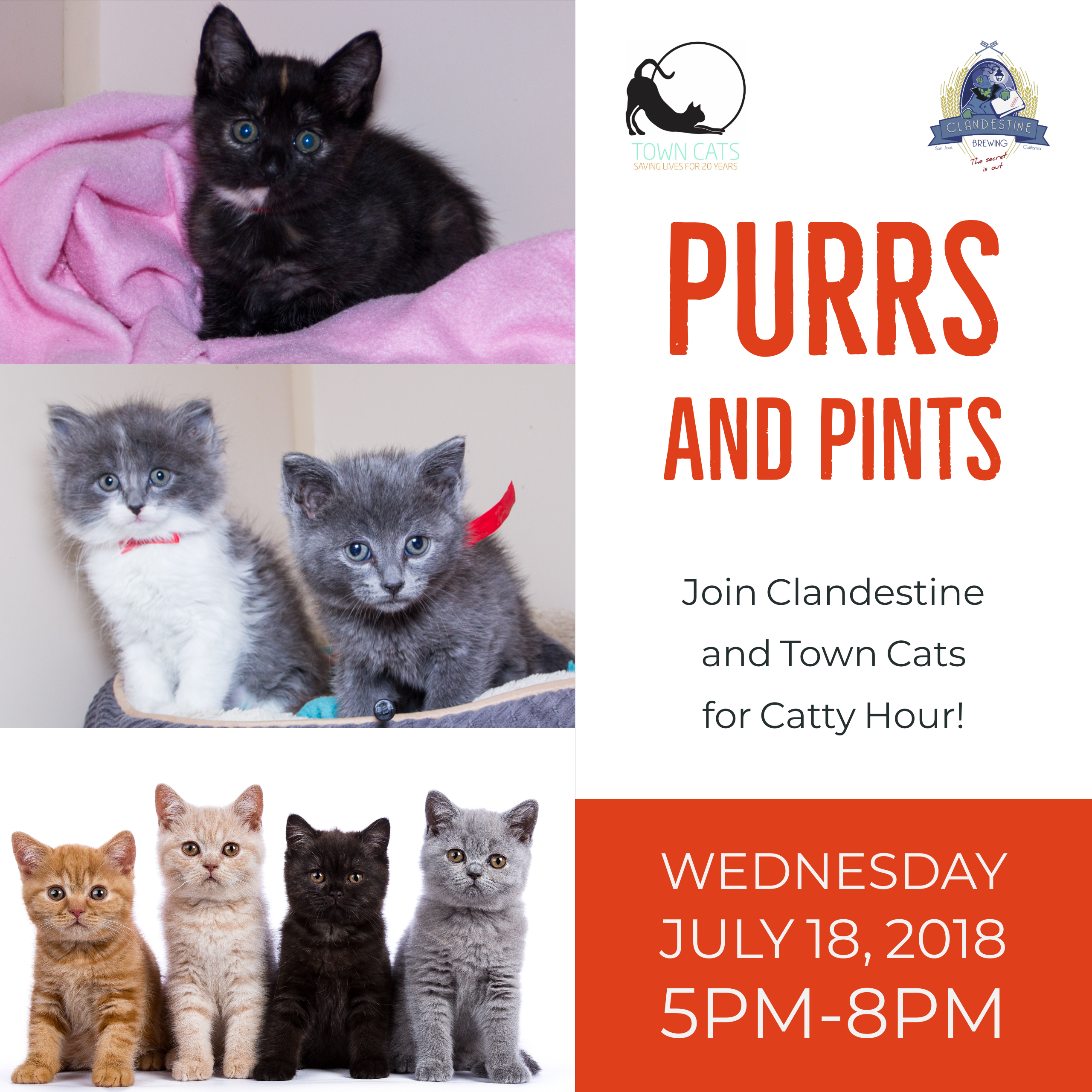 Purrs and Pints flyer