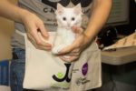 Jackson Galaxy Project: Town Cats Looking To Change Lives One Paw At A Time