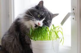 Toxic Plants for Cats