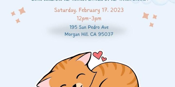 Kitten Shower