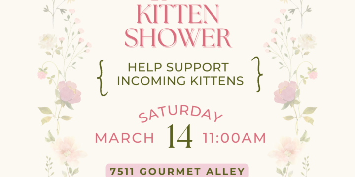Kitten Shower – March 2026