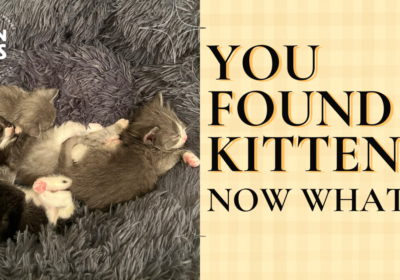 You Found Kittens, Now What?