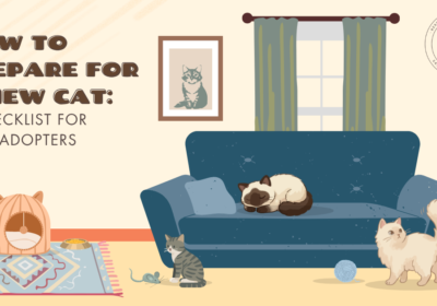 How to Prepare for a New Cat: A Checklist for New Adopters