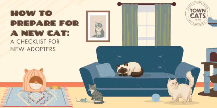 How to Prepare for a New Cat: A Checklist for New Adopters
