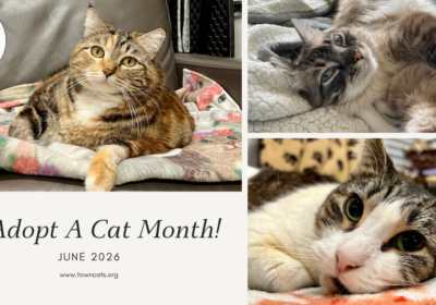 June is Adopt a Cat Month!
