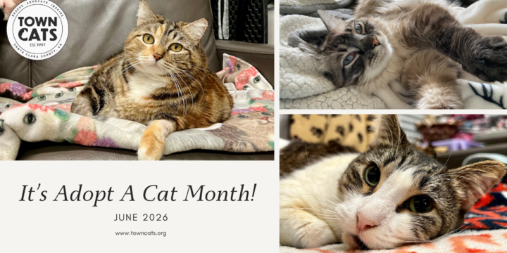 June is Adopt a Cat Month!