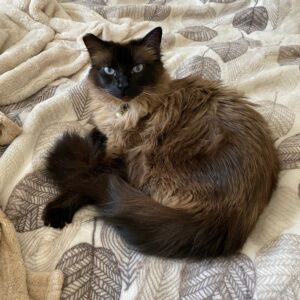 TCCL-Mochi (6)