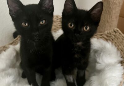 Black Cats Rule!