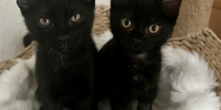 Black Cats Rule!